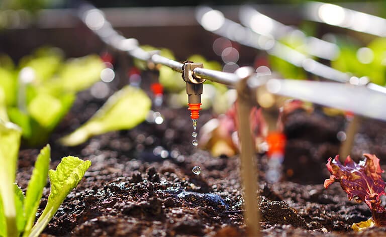 arrosage de jardin très localisé